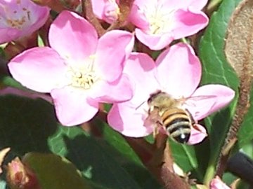 Raphiolepis umbellata (Thunb.) Makino